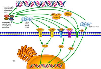 Gene polymorphisms of inflammatory factors in liver cirrhosis